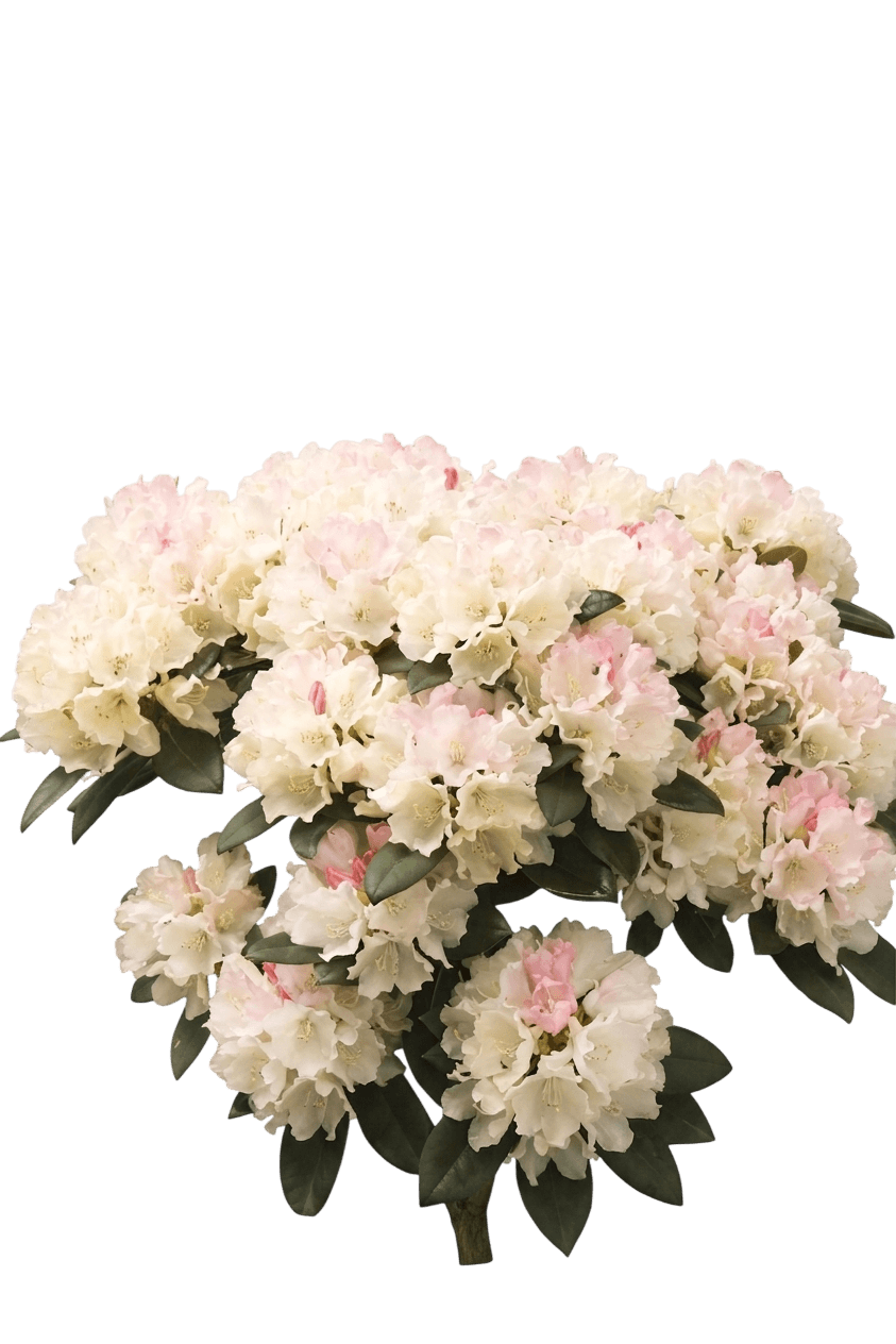 Autumn Royalty® Encore® Azalea (Rhododendron Hybrid) - Shrubs