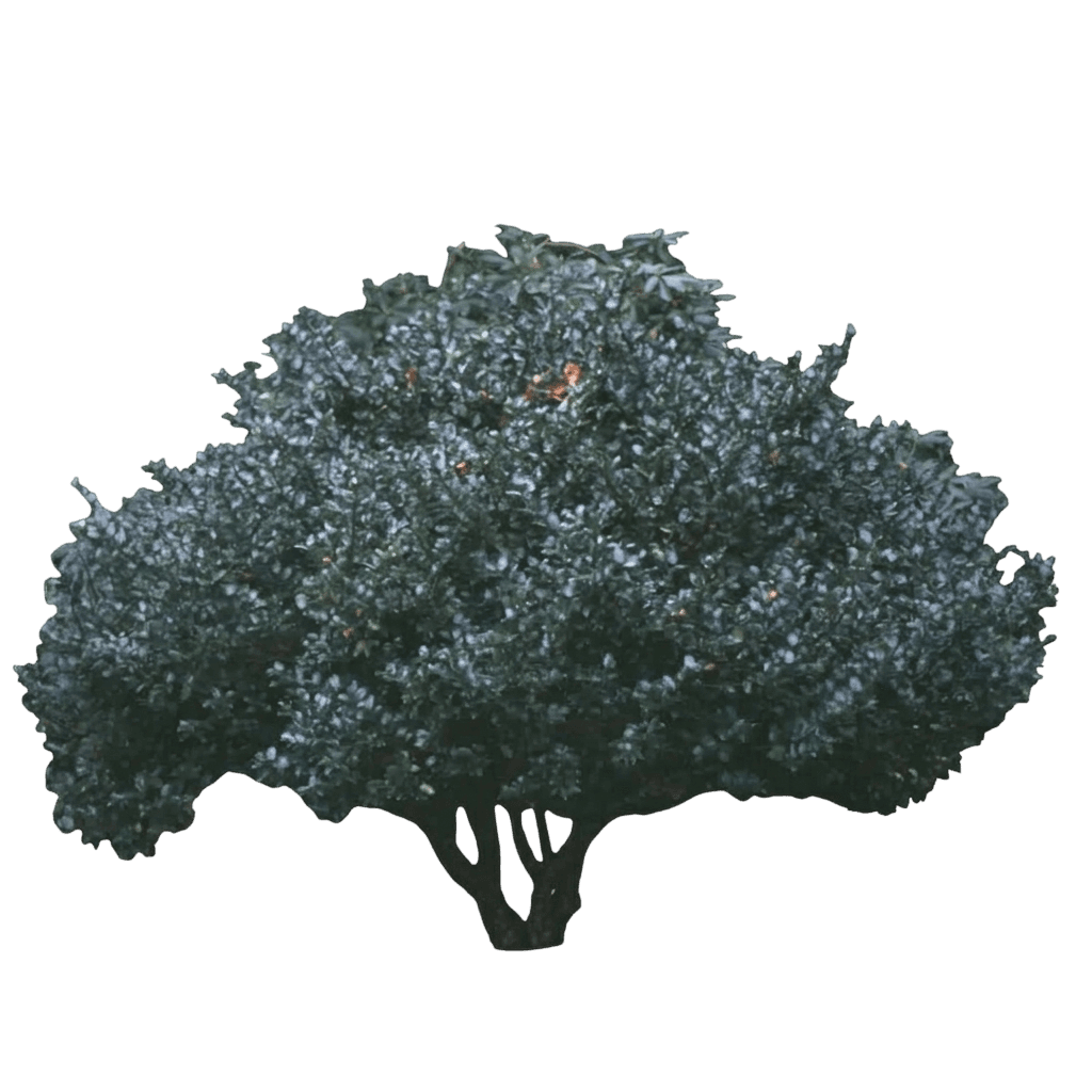China Boy Meets China Girl Holly Combo (Ilex X Meserveae Var. X Meserveae 'Mesdob') - Shrubs