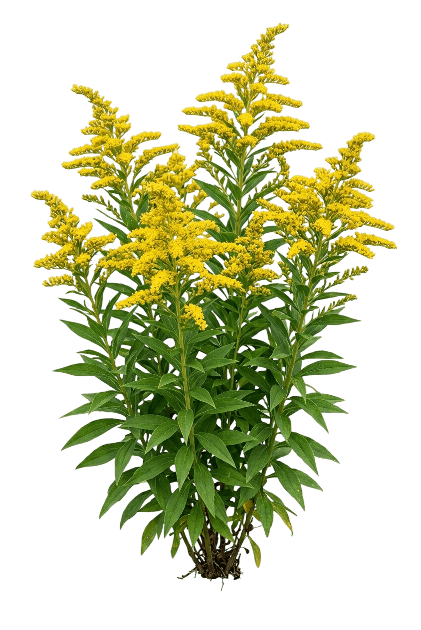 Golden Rod, Golden Baby (Solidago Canadensis 'Golden Baby') - Perennials
