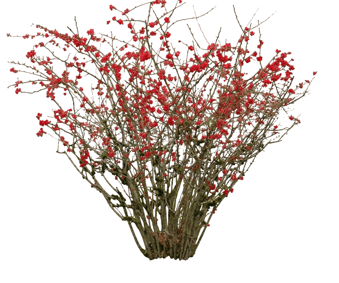 Double Take™ Scarlet Quince (Chaenomeles Speciosa Var. Speciosa 'Scarlet Storm') - Shrubs