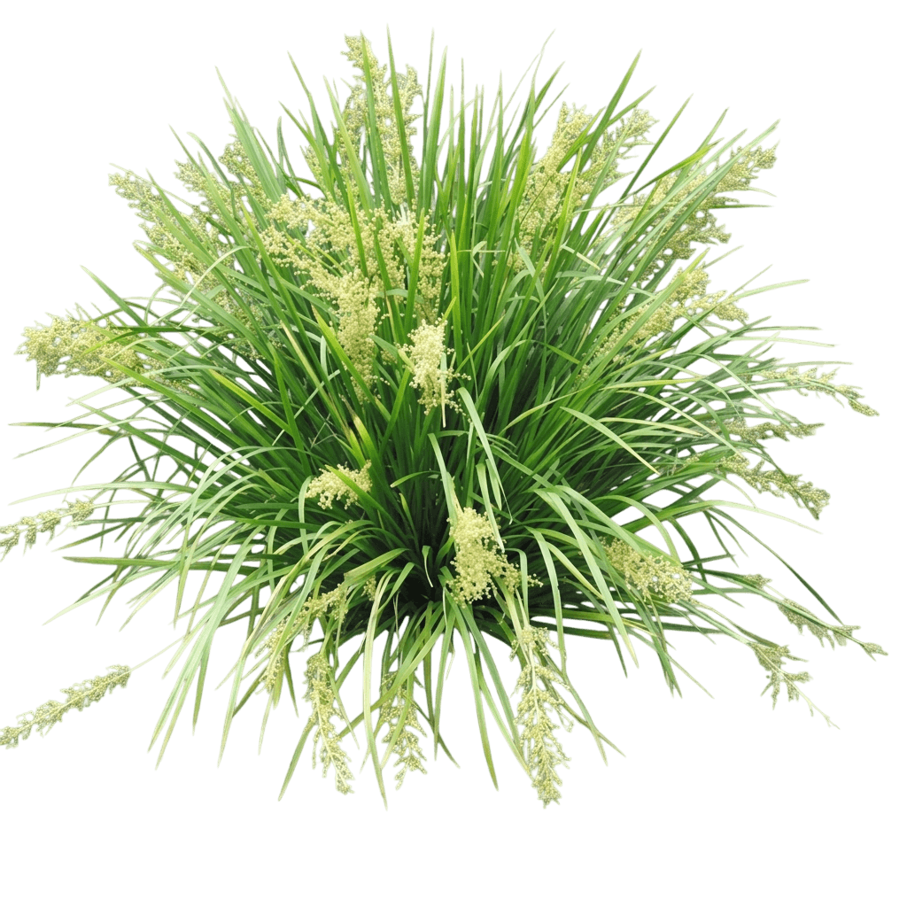 Creek Mat Rush (Lomandra Hystrix) - Ground Layers