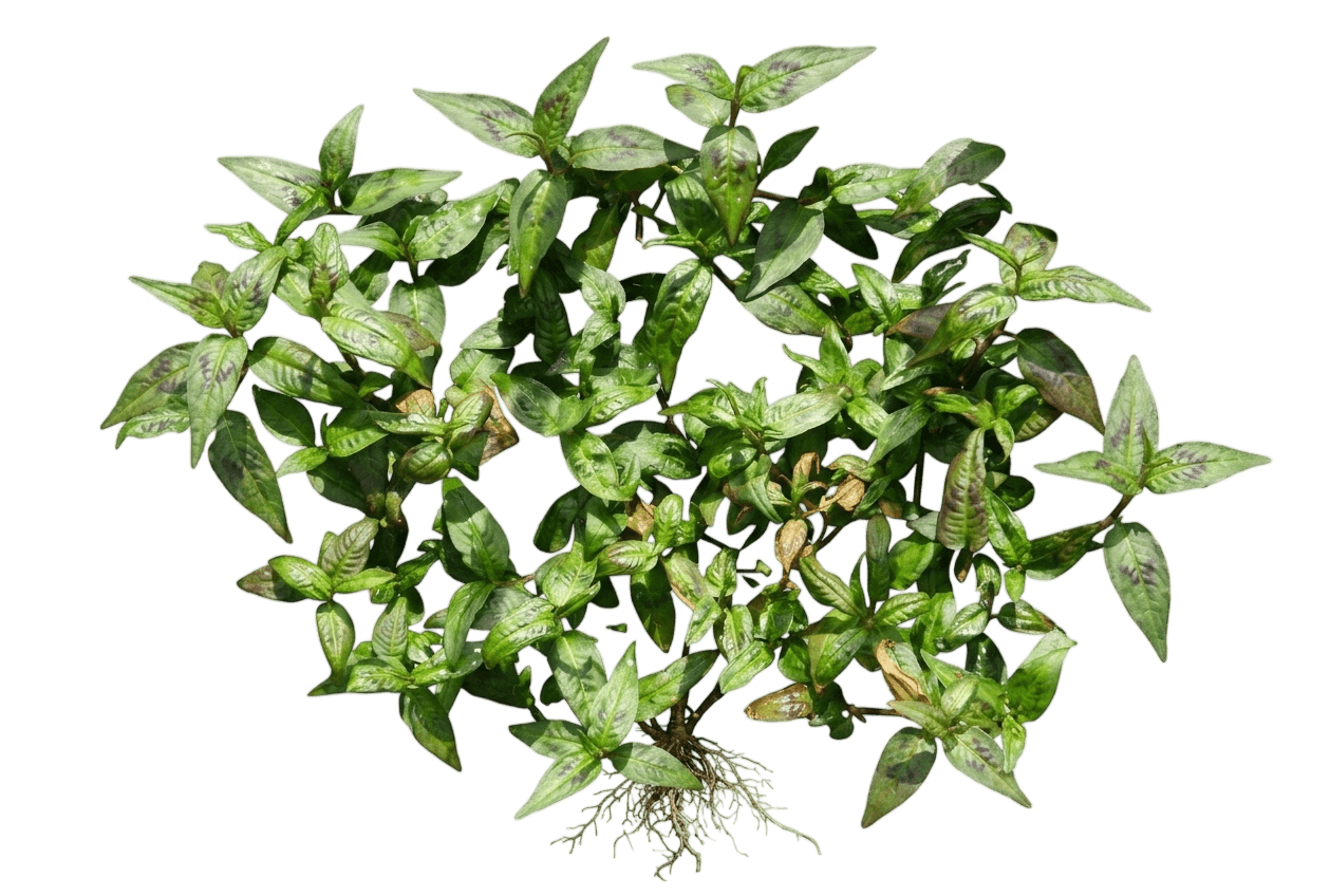 Vietnamese Coriander (Persicaria Odorata) - Perennials