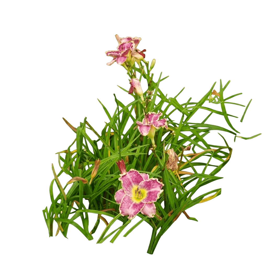 Raspberry Eclipse Daylily (Hemerocallis Var. Hybrid 'Raspberry Eclipse') - Perennials