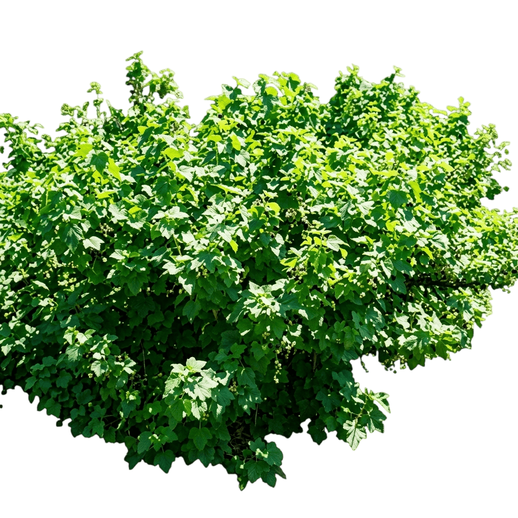 Consort Black Currant (Ribes Nigrum 'Consort') - Ground Layers
