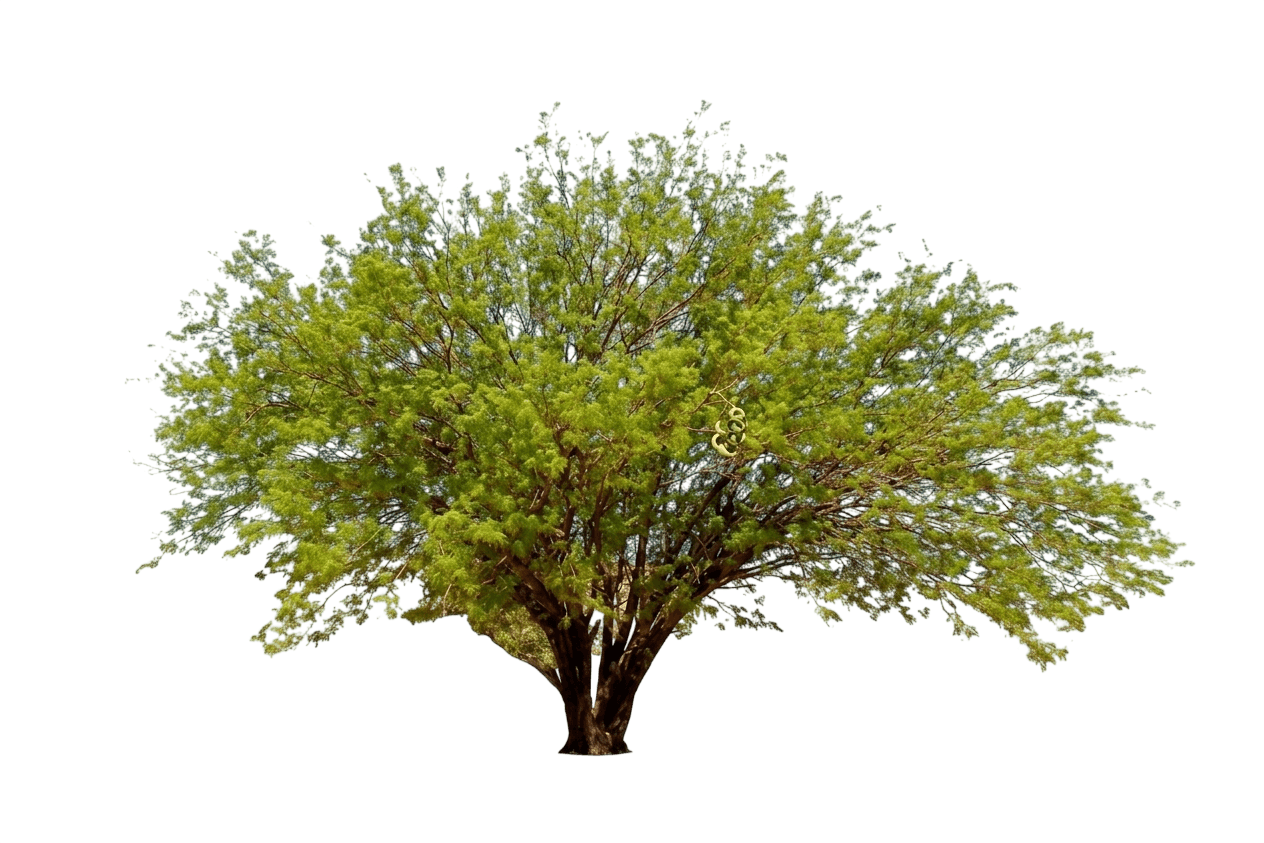 screwbean mesquite (Prosopis Pubescens) - Shade trees