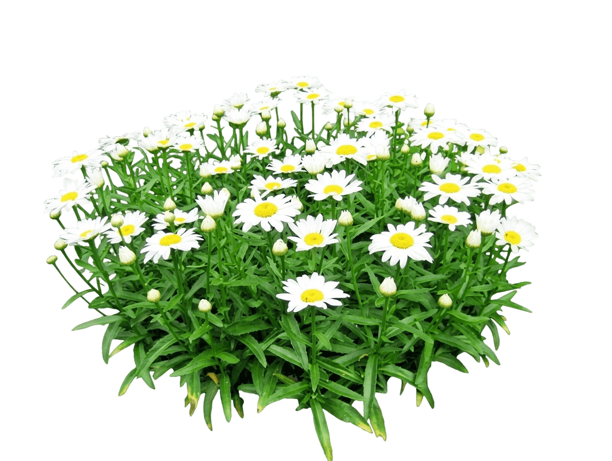 Daisy, Shasta, Silver Princess (Leucanthemum Superba 'Silver Princess') - Perennials