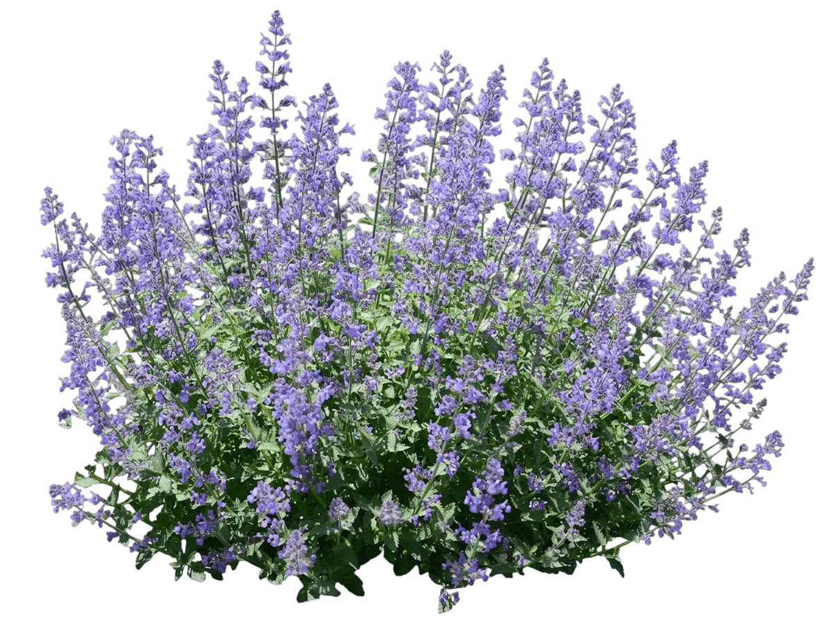 Catmint 'Novanepjun' Junior Walker™ (Nepeta X Faassenii ' Pp23074 'Novanepjun') - Perennials