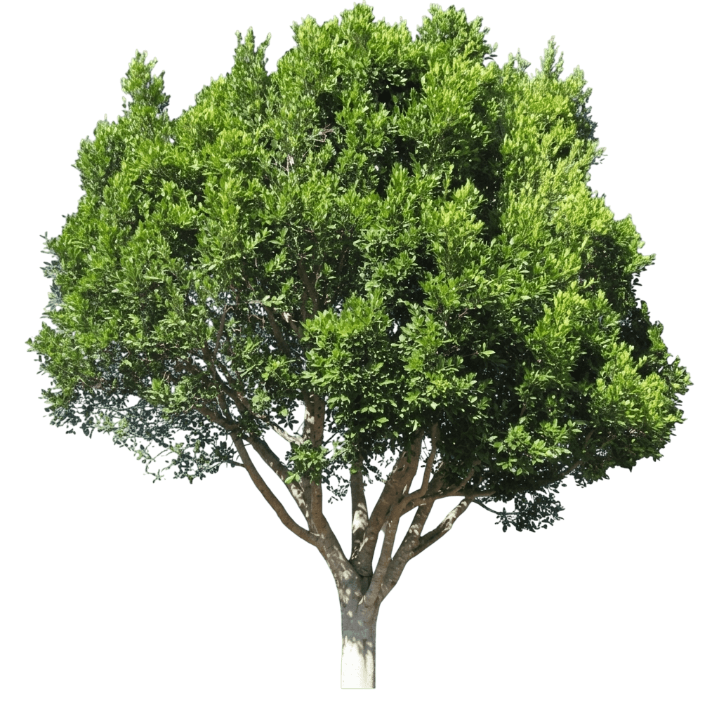 Chinese Banyan (Ficus Microcarpa) - Evergreen Trees