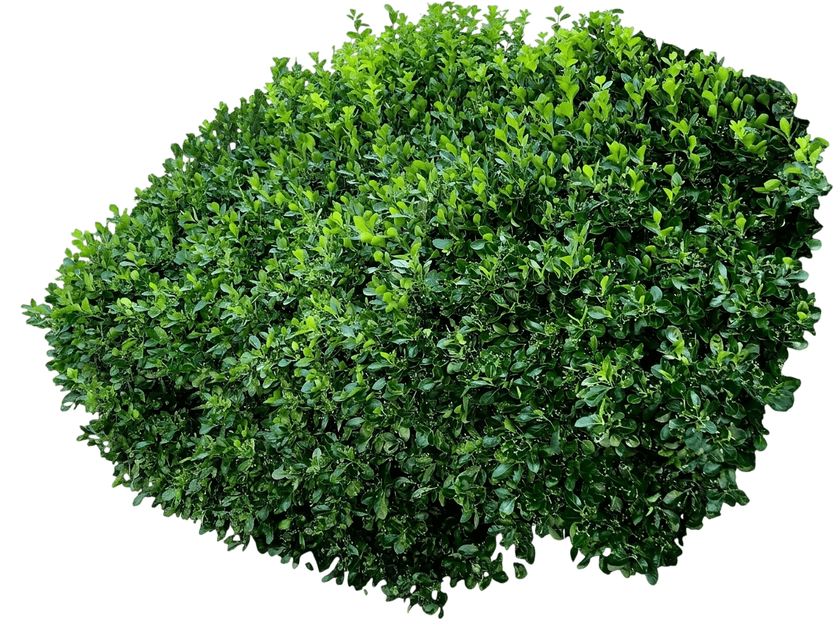 Manhattan Euonymus (Euonymus Kiautschovicus 'Manhattan') - Ground Layers