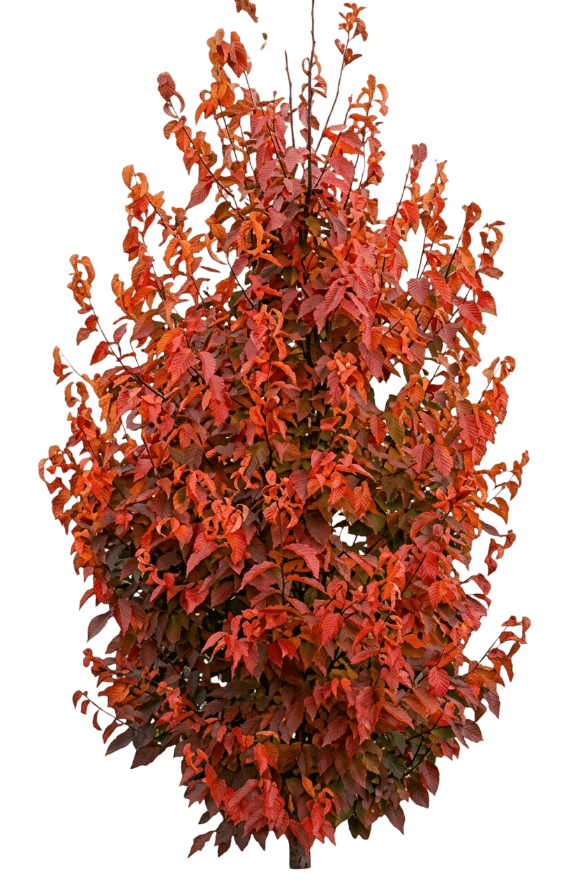 Firespire American Hornbeam (Carpinus Caroliniana Firespire 'J. N. Upright') - Shade Trees