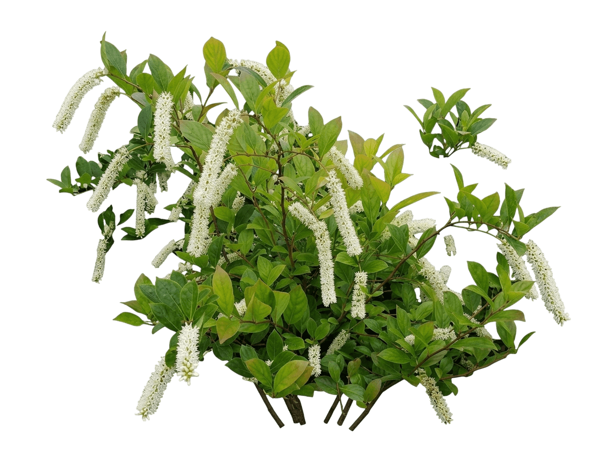 Fountains Of Rouge Virginia Sweetspire (Itea Virginica 'Smihgrs') - Ground Layers
