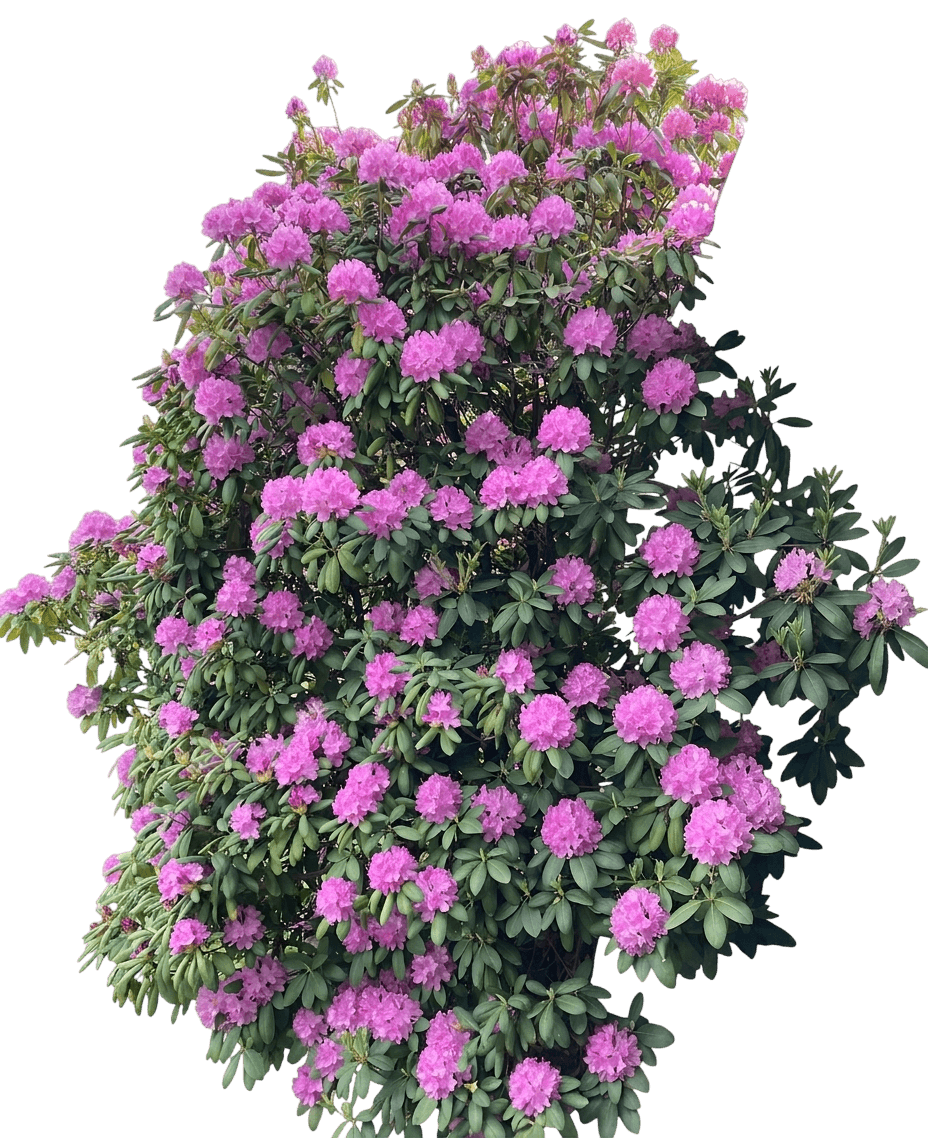 Crete Rhododendron (Rhododendron Var. Yakushimanum 'Crete') - Shrubs