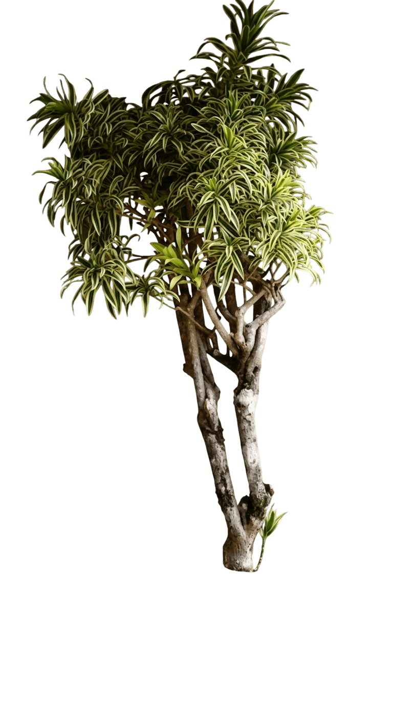 Song Of India (Dracaena 'Song Of India') - Ground Layers