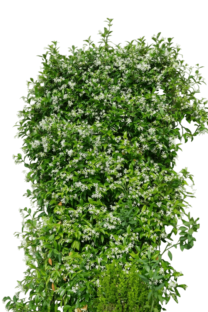 Star Jasmine (Trachelospermum Jasminoides) - Ground Layers