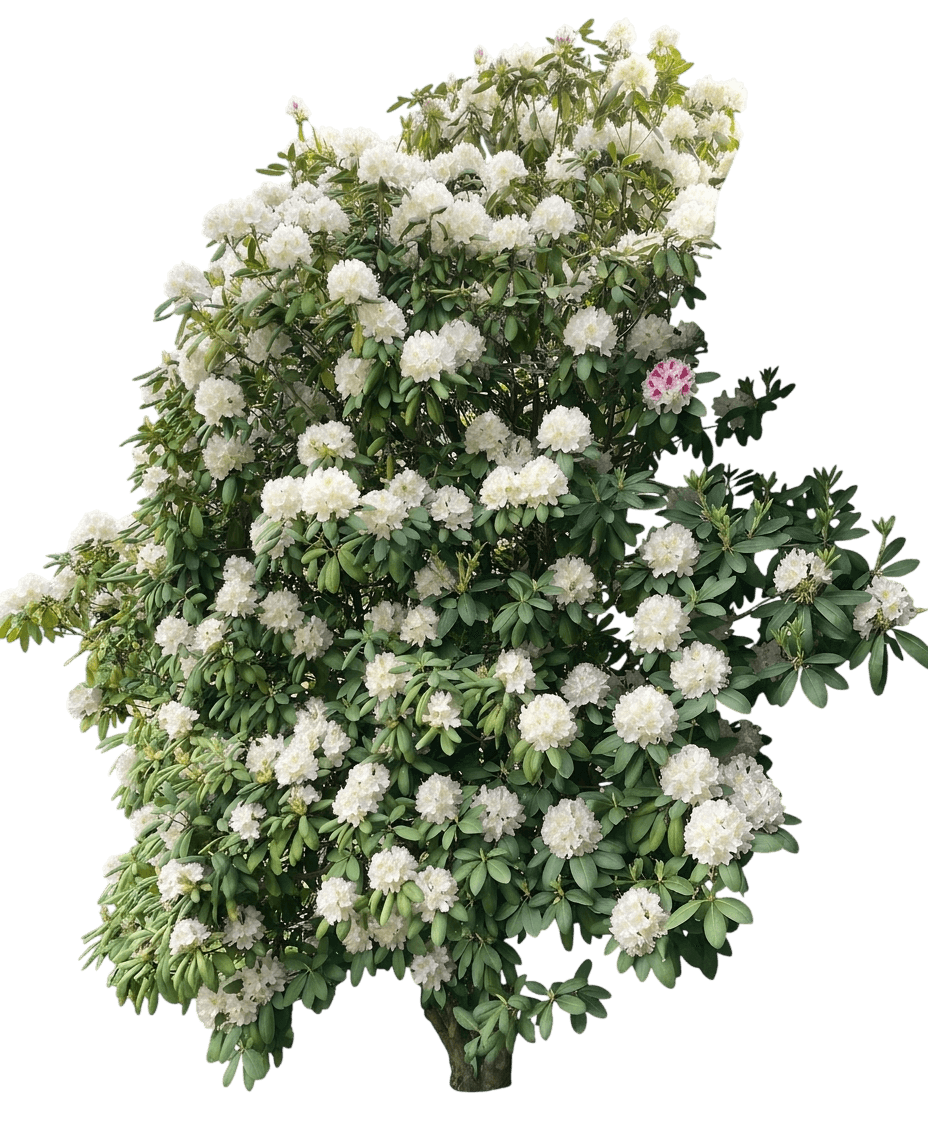 Cunningham's White Rhododendron (Rhododendron Var. Caucasicum 'Cunningham'S White') - Shrubs