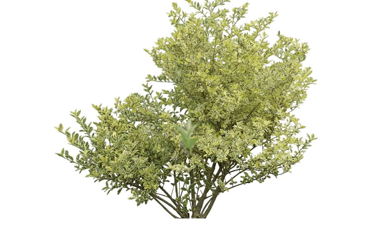 Good Vibrations® Privet (Ligustrum Ovalifolium Var. Ovalifolium 'Nclo1') - Shrubs