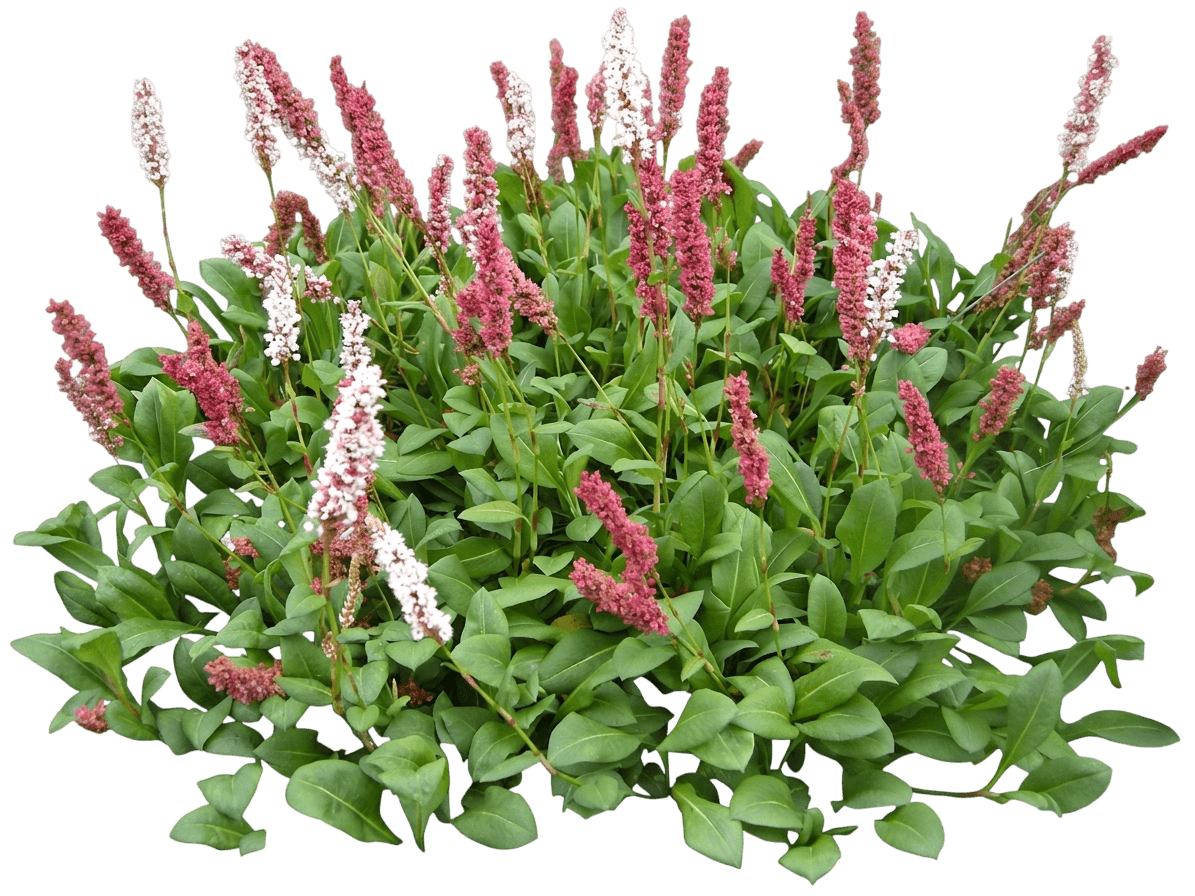 Himalayan Border Jewel (Persicaria Affinis) - Perennials