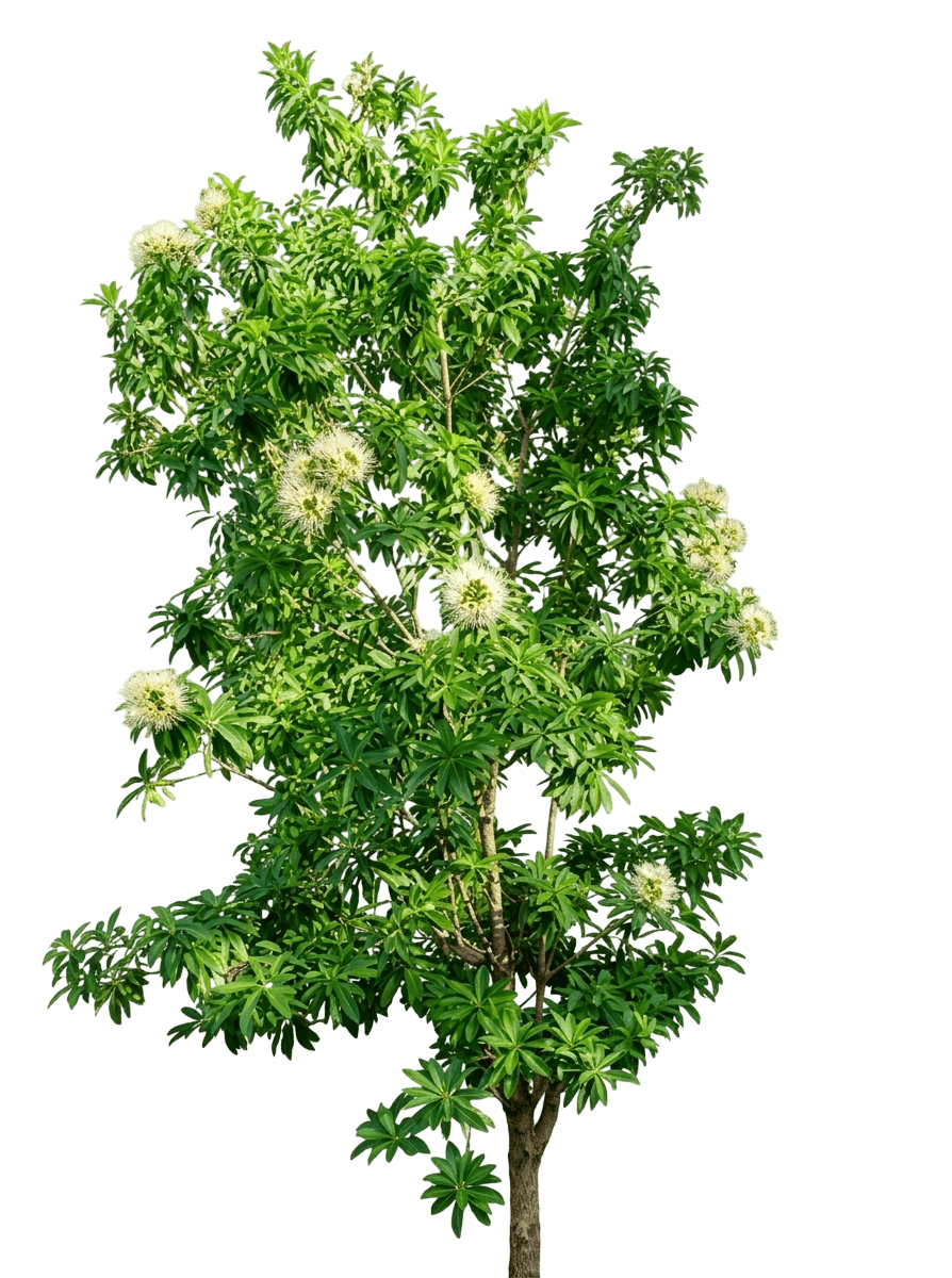 White Penda (Xanthostemon Verticillatus 'White Penda') - Ground Layers
