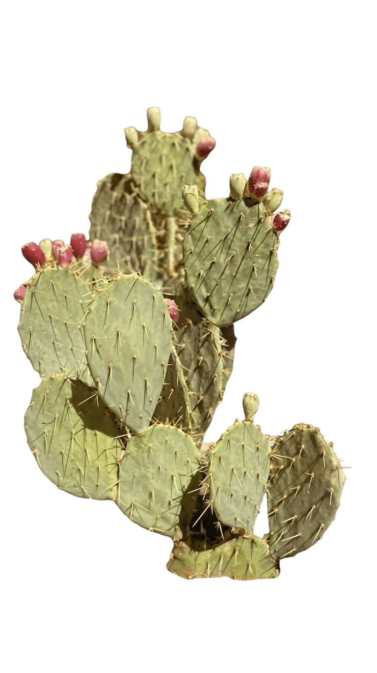 Fiesta prickly pear (Opuntia 'Fiesta') - Succulents