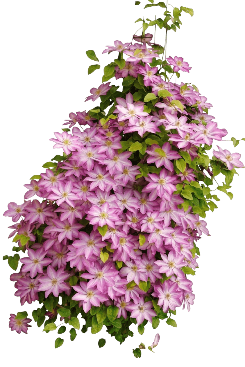 Asao Clematis (Clematis 'Asao') - Perennials