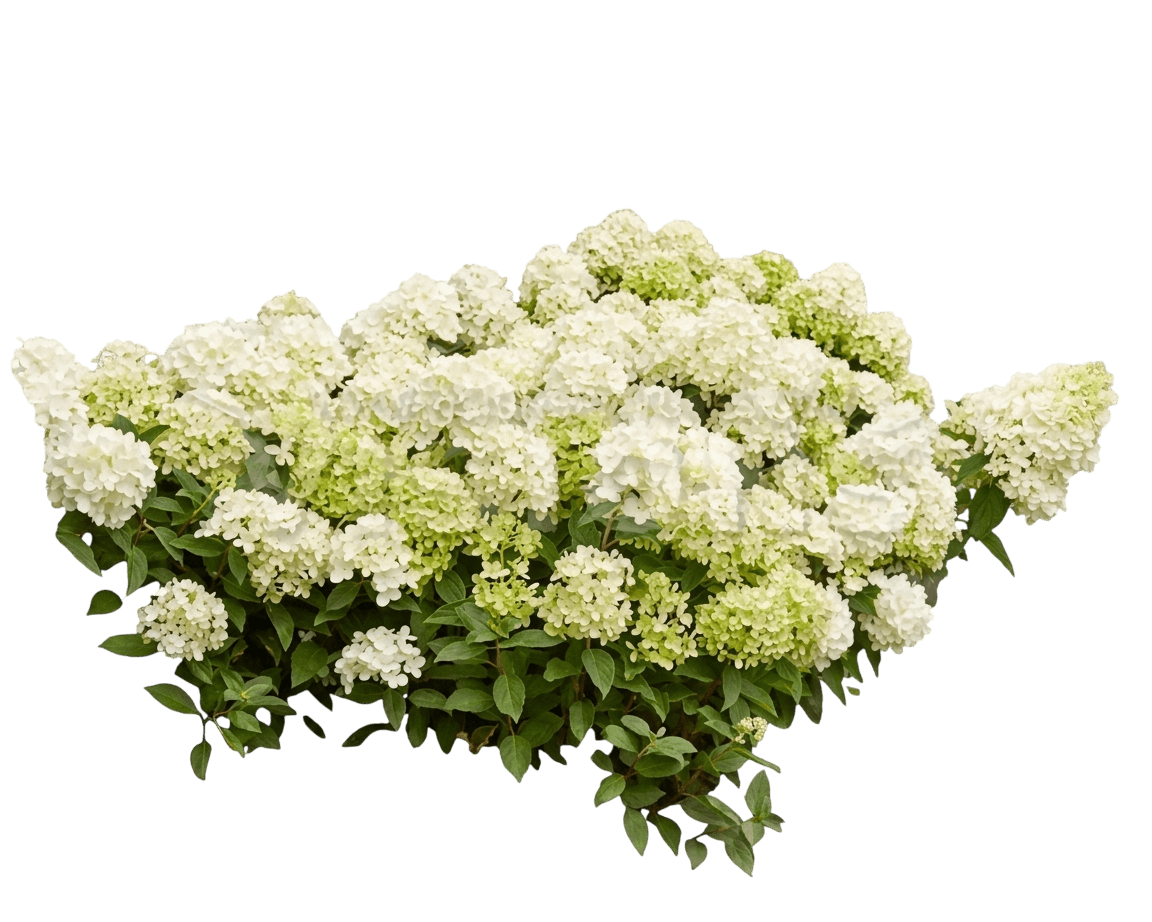 Whitelight' Dwarf Panicle Hydrangea 'Hylv02' Ppaf Bloomchampion® (Hydrangea Paniculata Fresh White™ 'Hylv02') - Ground Layers
