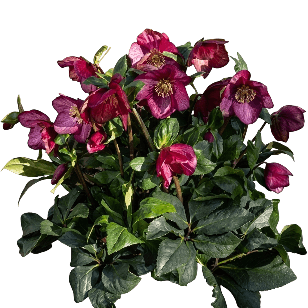 Lenten Rose (Helleborus X 'Hgc Love Bug') - Perennials
