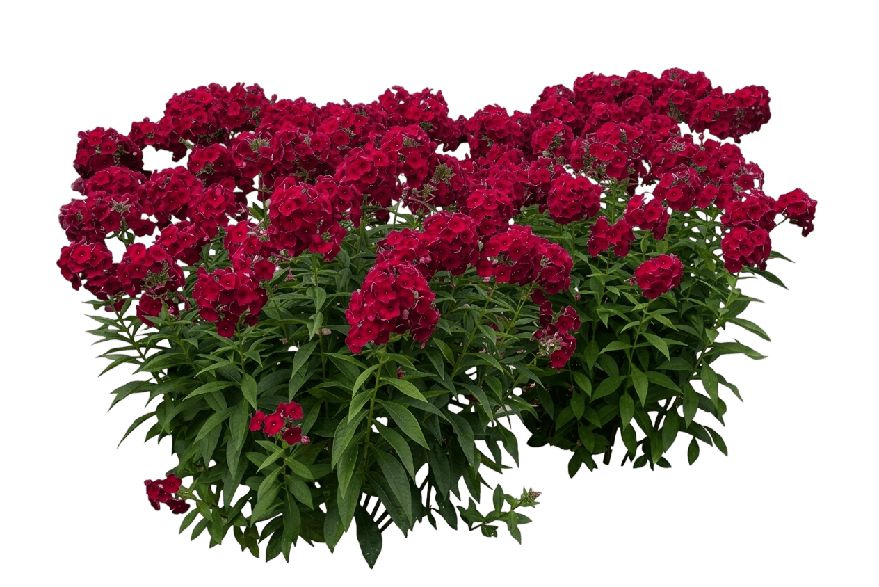 Flame Bordeaux Red Garden Phlox (Phlox Paniculata 'Bordeaux Red') - Perennials