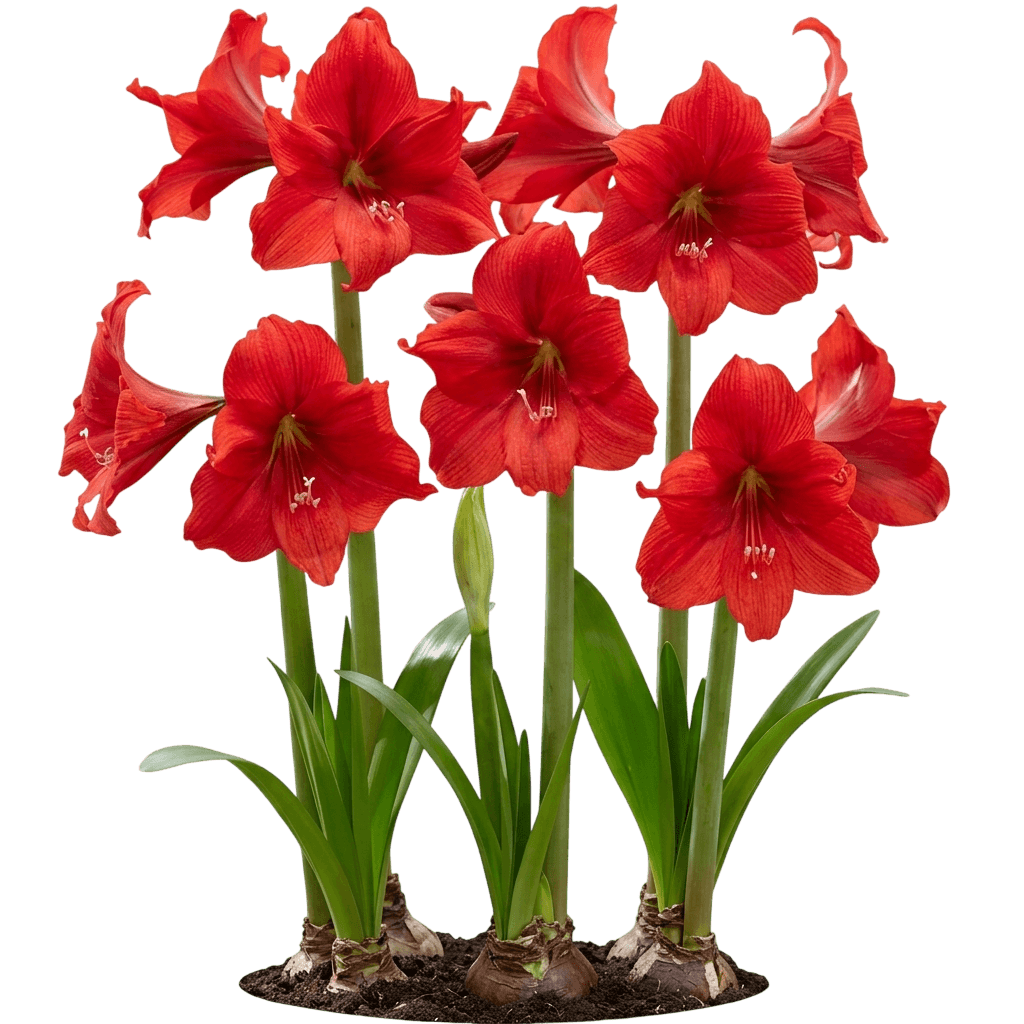 Red Lion' Amaryllis Kit (Amaryllis Hippeastrum 'Red Lion') - Indoor Plants