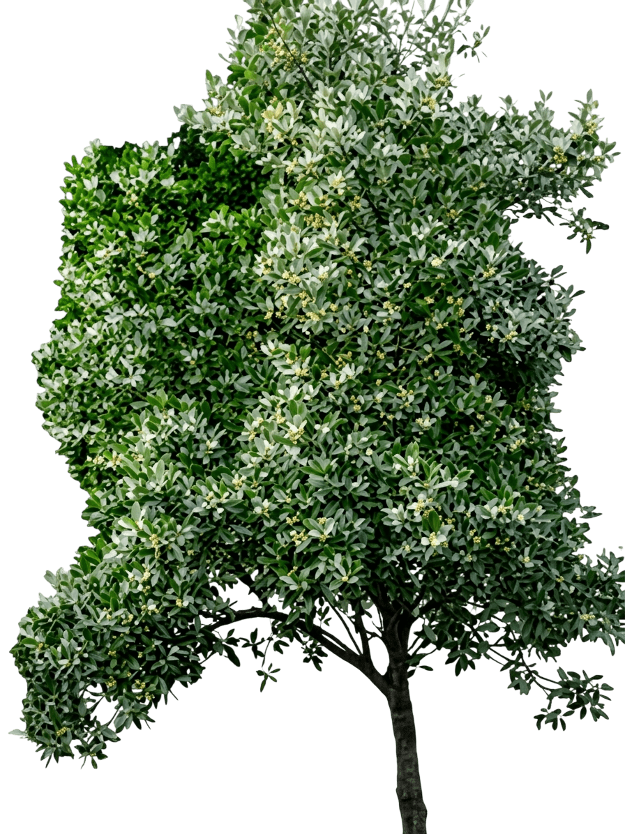 Hard Aspen (Acronychia Laevis) - Evergreen Trees