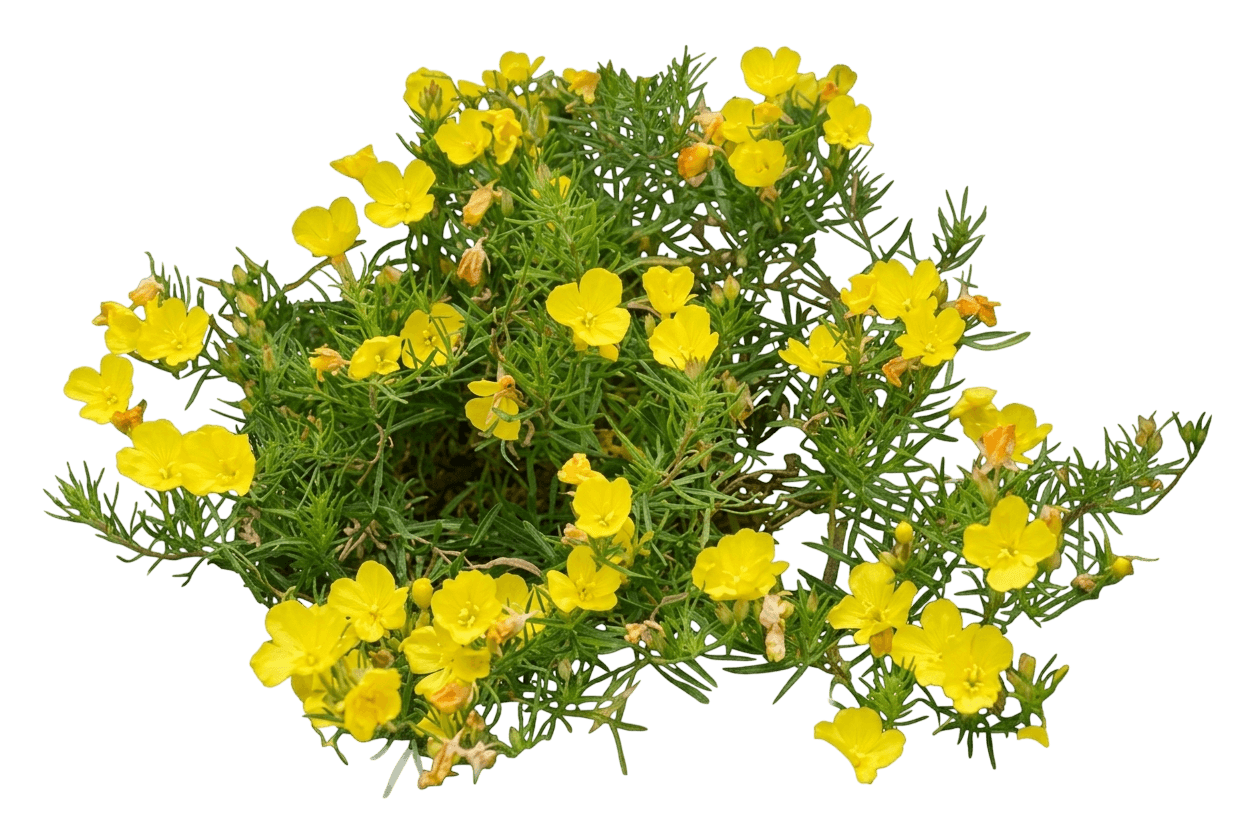 Missouri Evening Primrose (Oenothera Macrocarpa) - Perennials