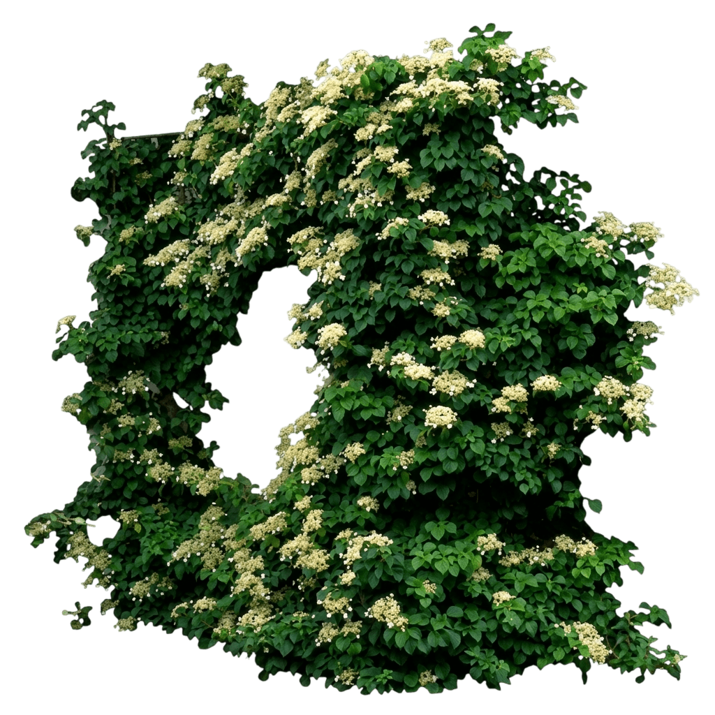 Barbara Ann Climbing Hydrangea (Decumaria Barbara 'Barbara Ann') - Perennials