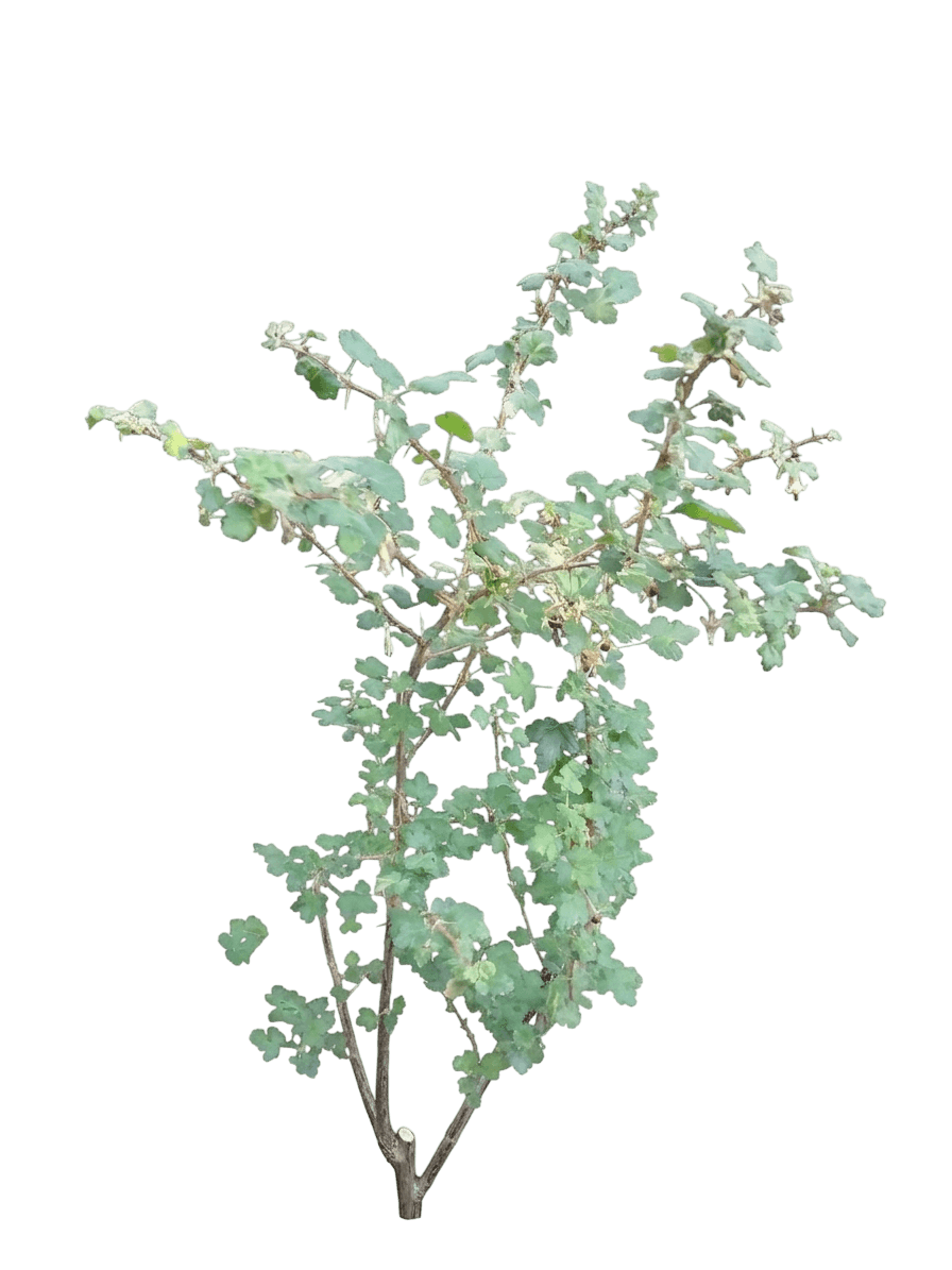 canyon gooseberry (Ribes Menziesii) - Shrubs