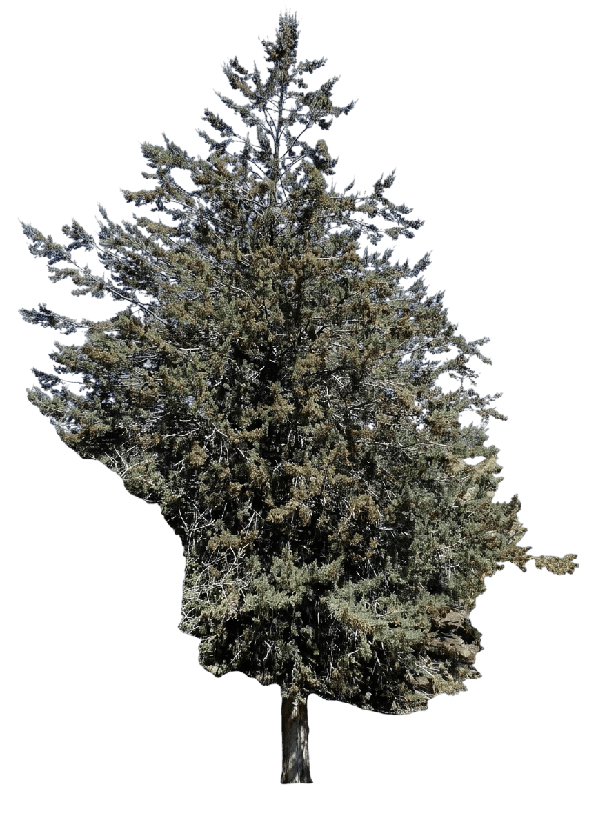 Piute cypress (Hesperocyparis Nevadensis) - Evergreen trees