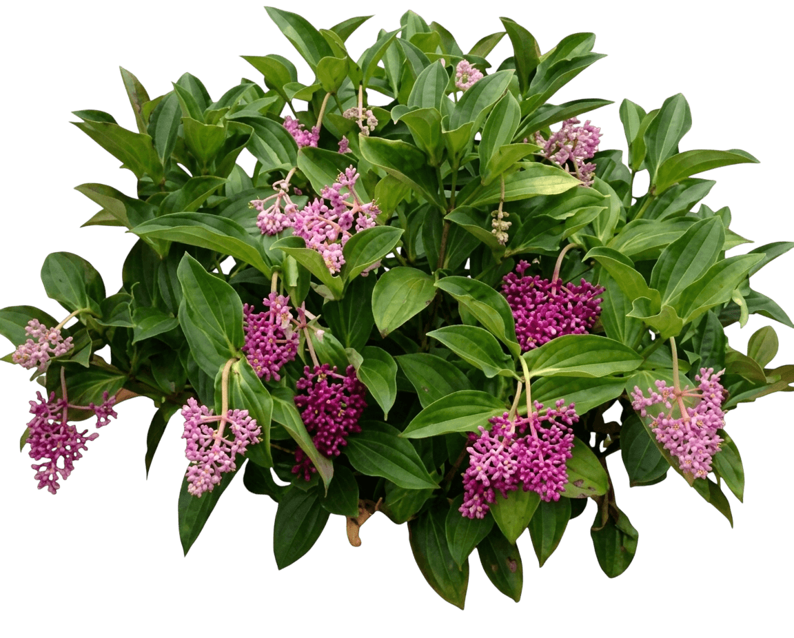 Malaysian Orchid (Medinilla Multiflora) - Ground Layers