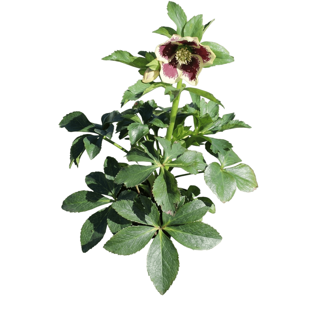 Romantic Getaway Lenten Rose (Helleborus 'Romantic Getaway') - Perennials
