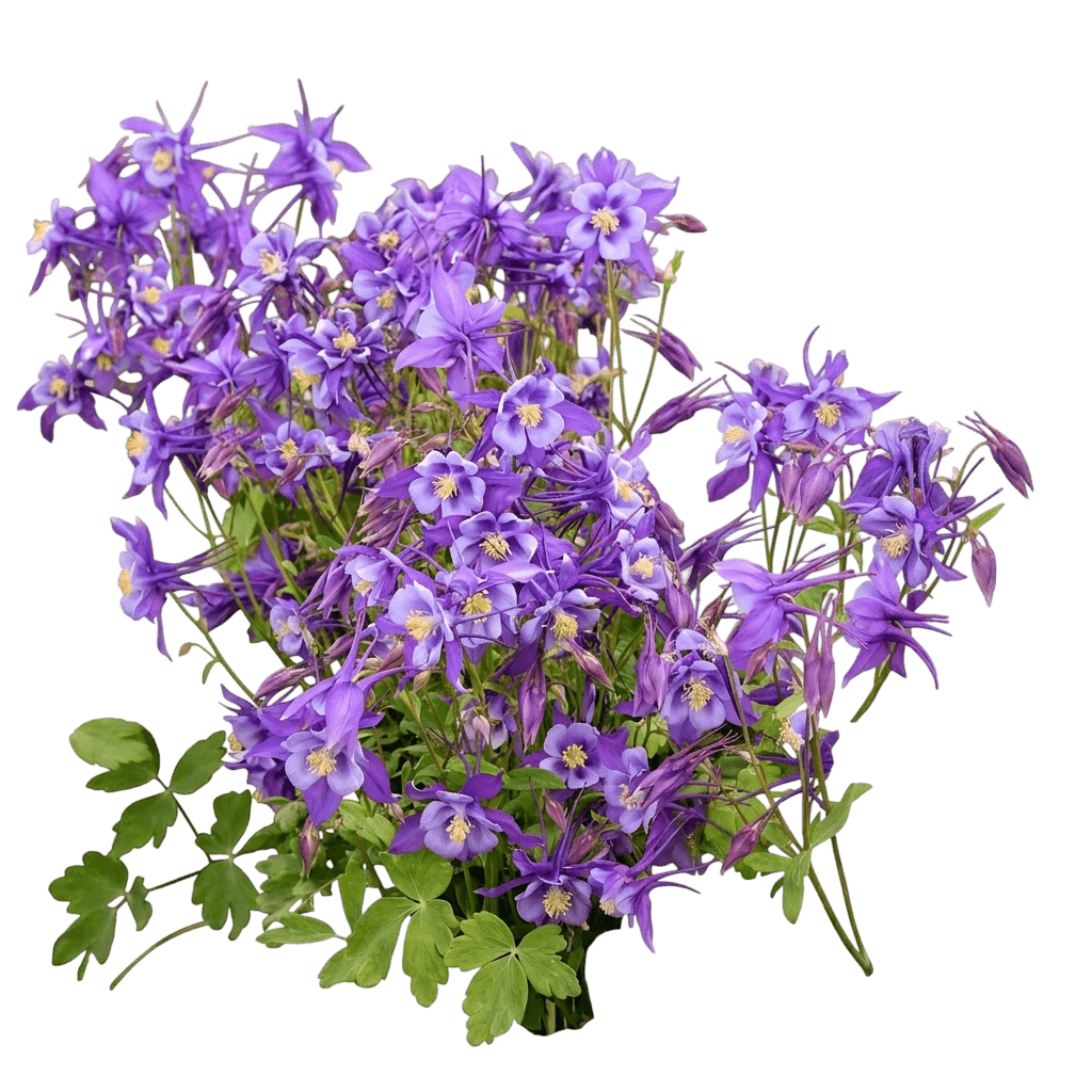 Earlybird™ Purple Blue Columbine (Aquilegia X Hybrida Var. X Hybrida 'Pas1258487') - Perennials