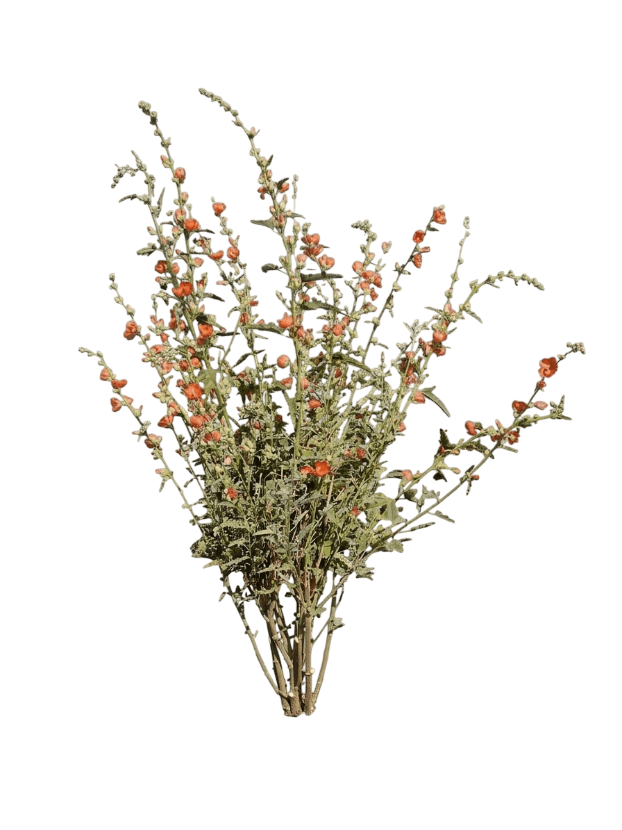Orange Crush desert globemallow (Sphaeralcea Ambigua 'Orange Crush') - Ground Layers