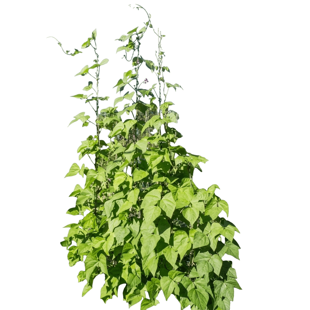 Kentucky Wonder Pole Bean (Phaseolus Vulgaris 'Kentucky Wonder') - Perennials