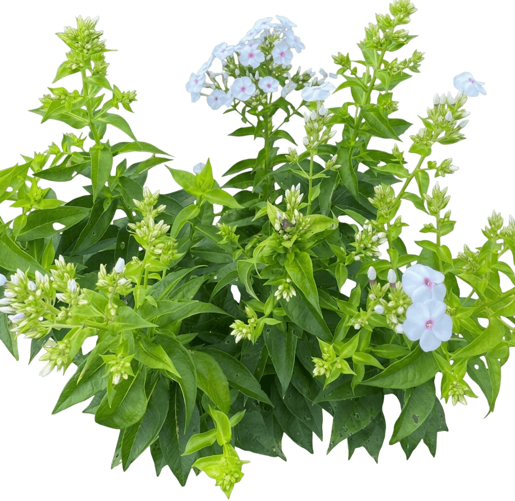 Tall Garden Phlox 'Super Ka-Pow® White' (Phlox Paniculata 'Super Ka-Pow® White') - Perennials