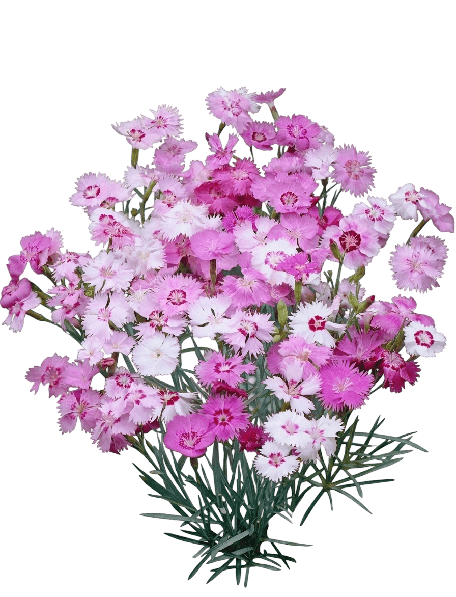 Delilah Bicolor Magenta Pinks (Dianthus Plumarius 'Delilah Bicolor Magenta') - Perennials