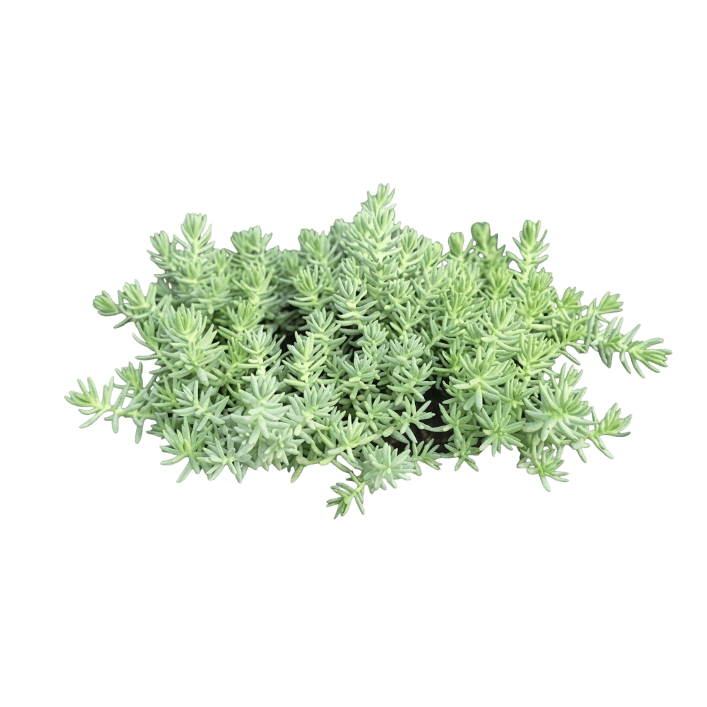 Stonecrop (Sedum Reflexum 'Blue Spruce') - Ground Layers