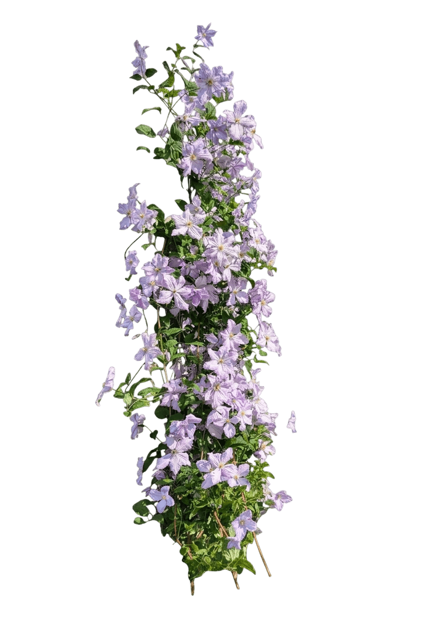 Empress™ Clematis (Clematis Var. Hybrid 'Evipo011') - Perennials