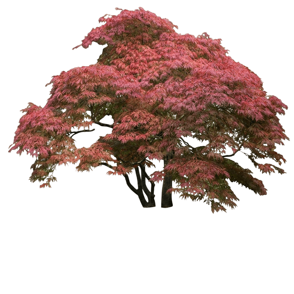 Garnet Laceleaf Japanese Maple Tree (Acer Palmatum Dissectum Var. Palmatum Dissectum 'Garnet') - Shade Trees