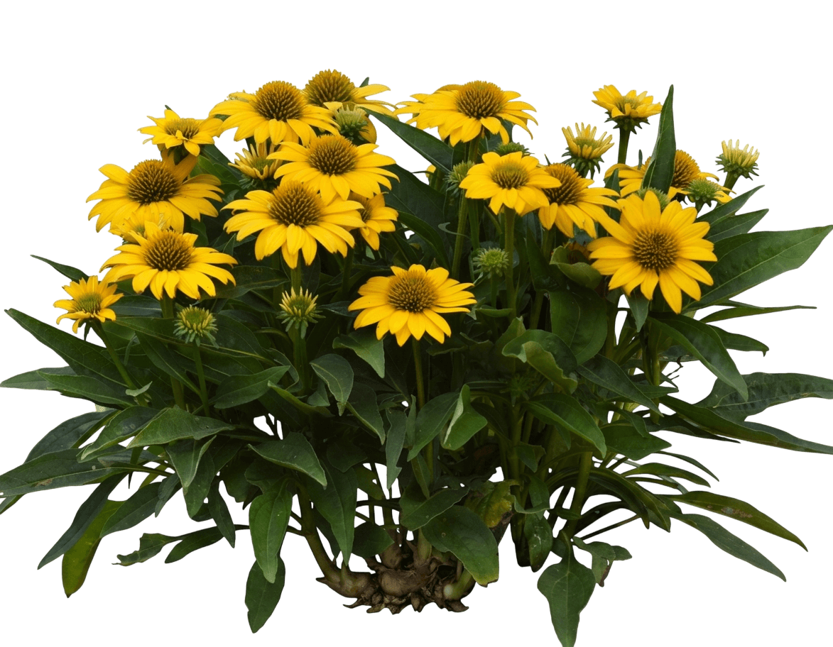Guatemala Gold Coneflower (Echinacea 'Guatemala Gold') - Perennials
