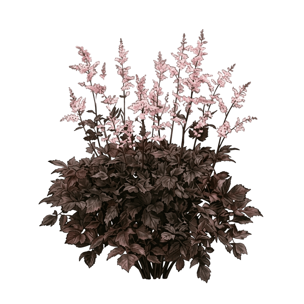 Chocolate Shogun Astilbe (Astilbe Thunbergii Var. Thunbergii 'Chocolate Shogun') - Perennials