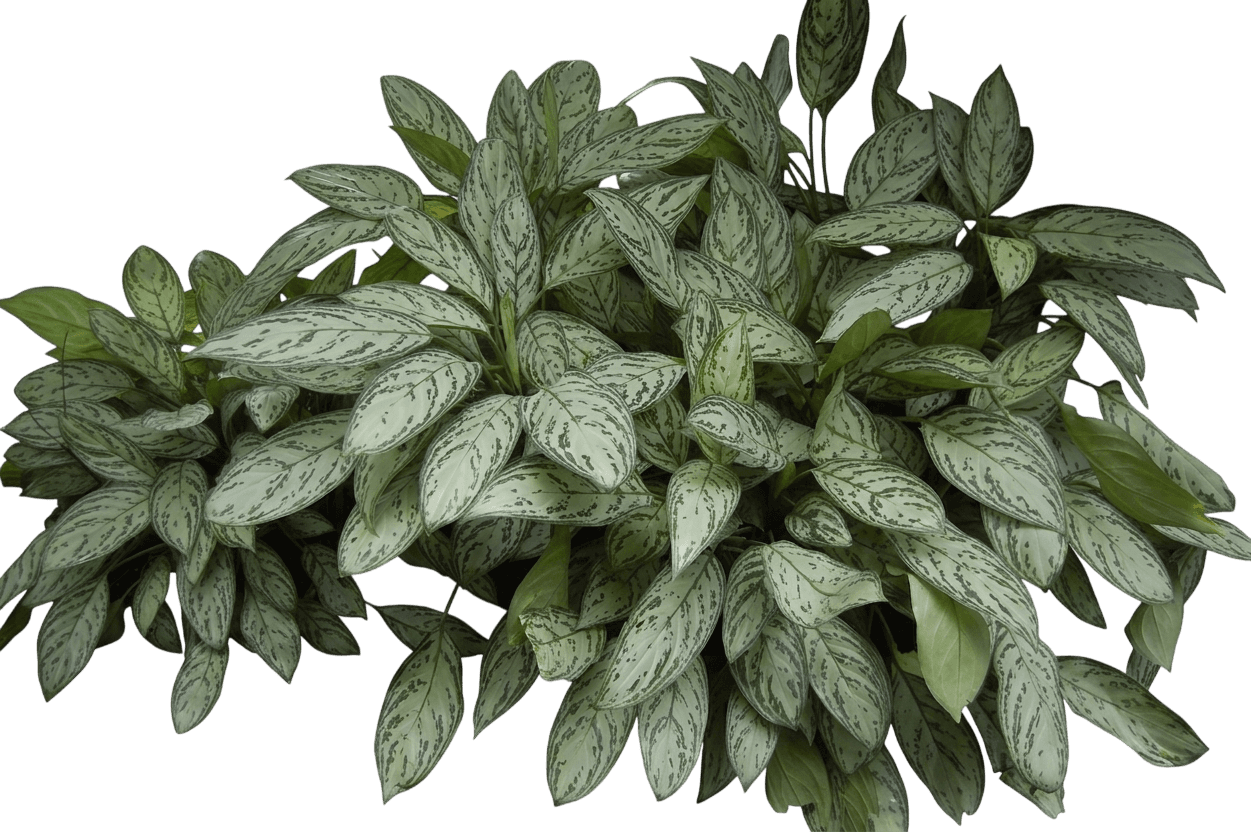 Chinese Evergreen (Aglaonema Commutatum) - Indoor Plants