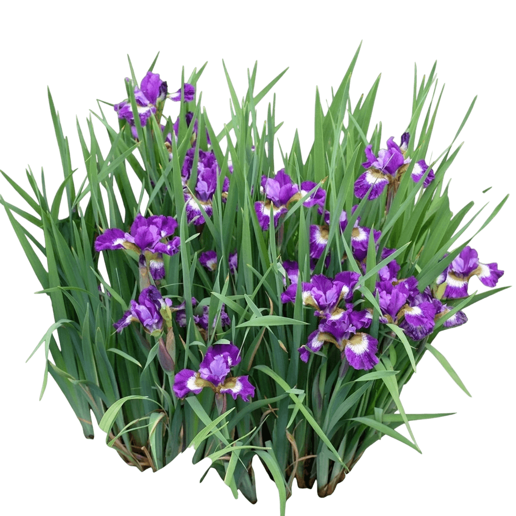 Sunfisher Siberian Iris (Iris Sibirica Var. Sibirica 'Sunfisher') - Perennials