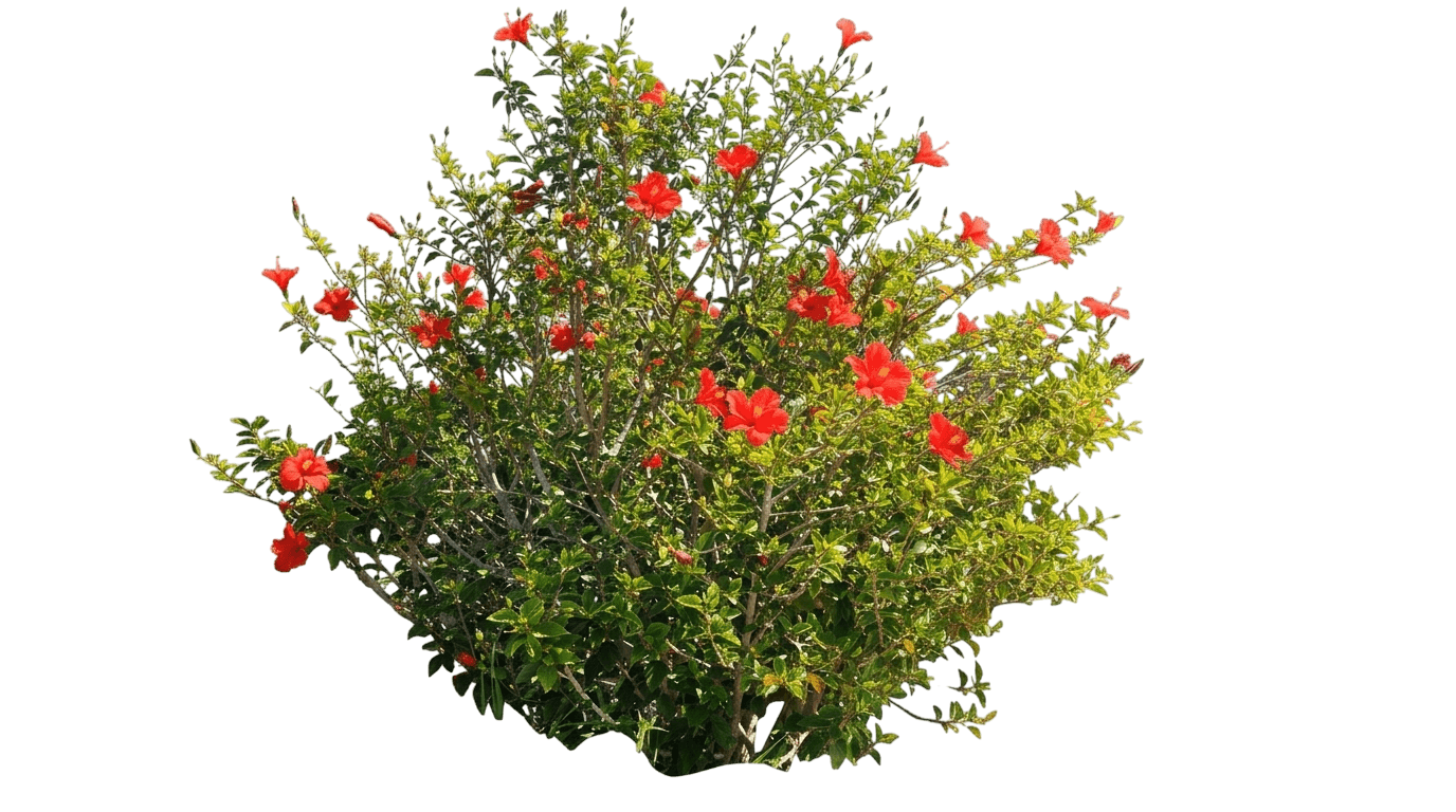 Jazzy Jewel Ruby Tropical Hibiscus (Hibiscus Rosa-Sinensis 'Jbg 13008') - Ground Layers