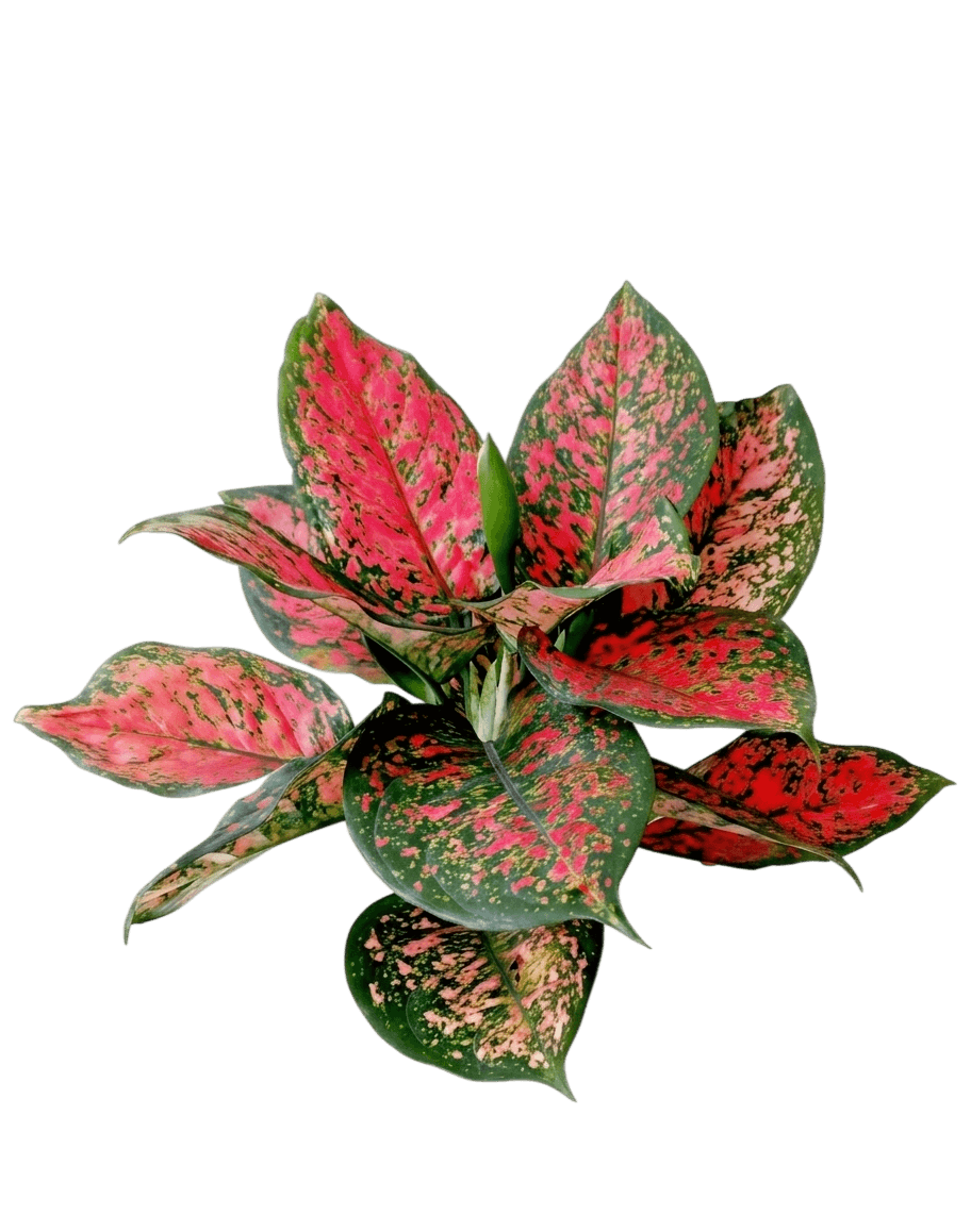 Garnet Coltrane Chinese Evergreen (Aglaonema Hybrid 'Garnet Coltrane') - Indoor Plants