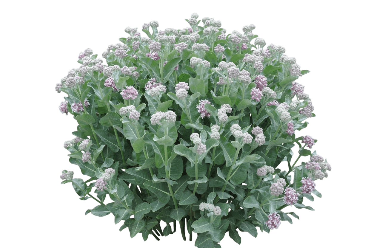 Common Milkweed (Asclepias Syriaca) - Perennials